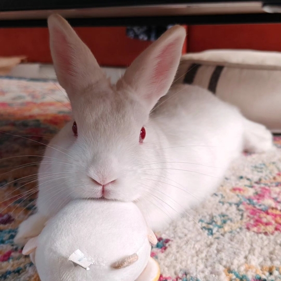 Meet your Posher, Kristine - Picture 4 of 4